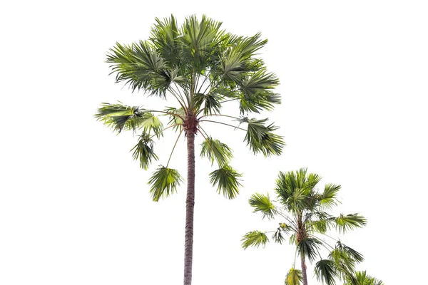 İzole tropikal plam ağaçlar