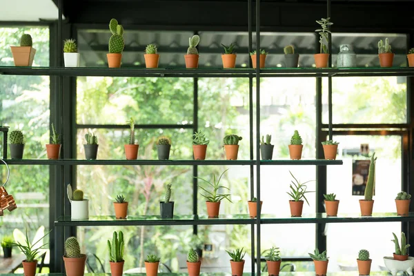 Metal raf üzerinde küçük tencerede küçük kaktüs