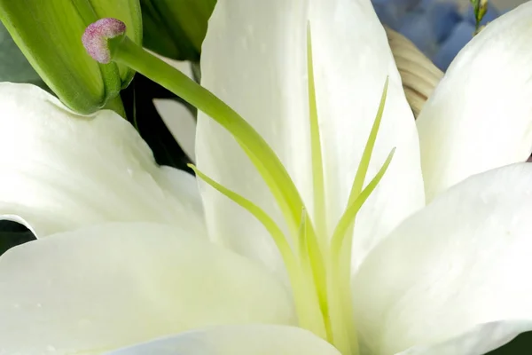 Close up white lilly flowers — Stock Photo, Image