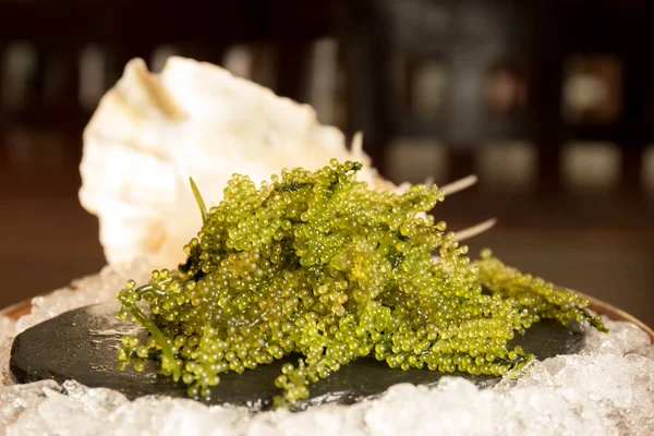 UMI Sprinklers řas nebo zelený kaviár Zdravá Mořské plody nebo moře hrozny — Stock fotografie