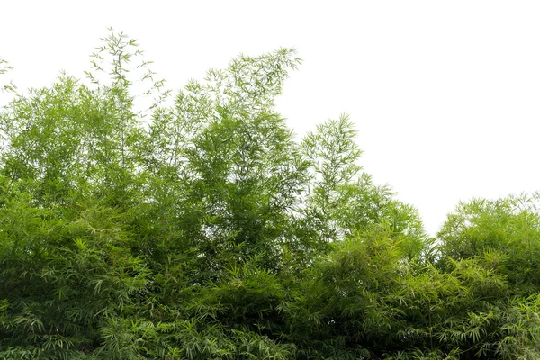 Natural green bamboo forest landscape    isolated — Stock Photo, Image