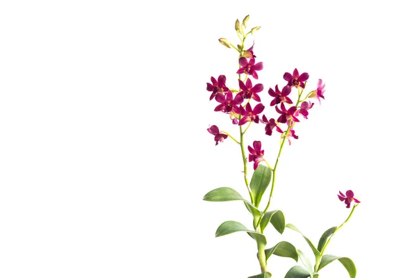 Beautiful red orchid isolated — Stock Photo, Image