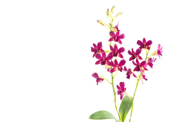 Beautiful red orchid isolated — Stock Photo, Image