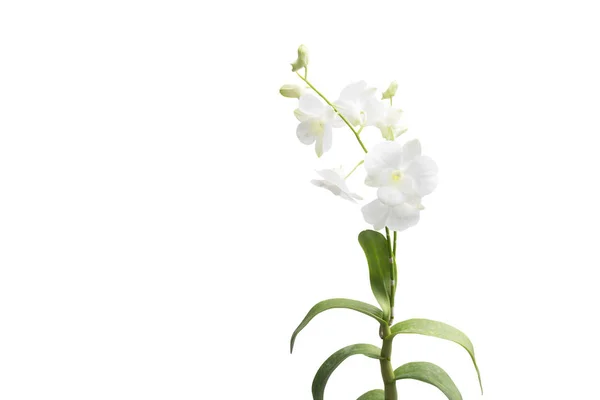 Beautiful white orchid isolated — Stock Photo, Image