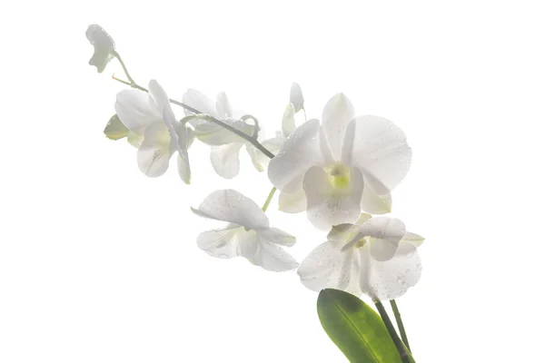 Beautiful white orchid isolated — Stock Photo, Image