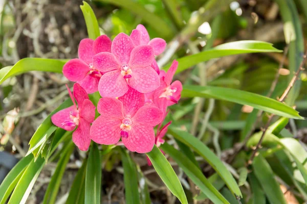 Bela flor de orquídea rosa — Fotografia de Stock