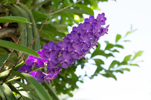 Hermosa flor de orquídea púrpura —  Fotos de Stock