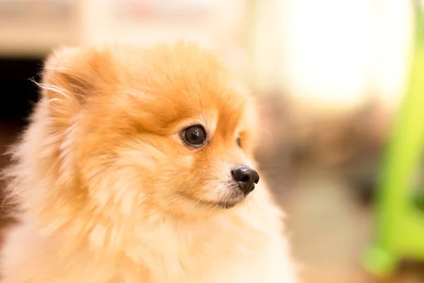 Pomerania perro en fondo borroso —  Fotos de Stock