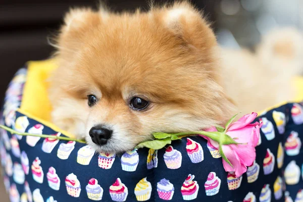 Hermoso y esponjoso perro pomerania acostado en la cesta —  Fotos de Stock