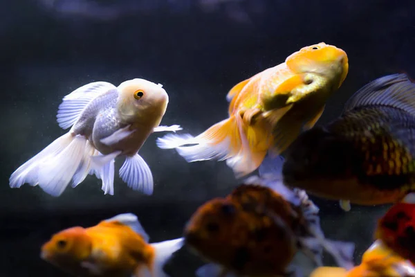 Gouden vis in het aquarium zwemmen — Stockfoto