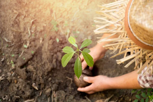 Mãos de mulher agricultura plantando uma árvore jovem — Fotografia de Stock