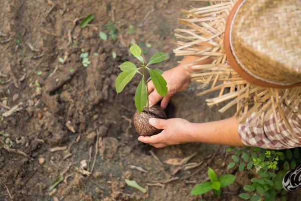 Manos de mujer agricultura plantando un árbol joven — Foto de Stock