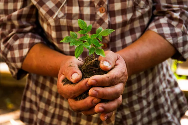 Agricultura mão segurando nova planta — Fotografia de Stock