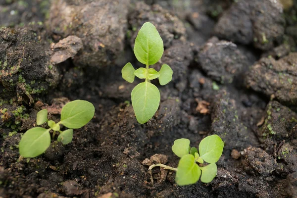 Young plants growing in soil in nature and sunlight — Stock Photo, Image