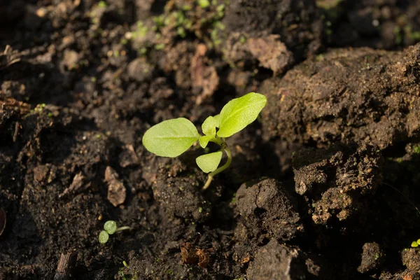 Junge Pflanzen, die in der Natur und in der Sonne im Boden wachsen — Stockfoto