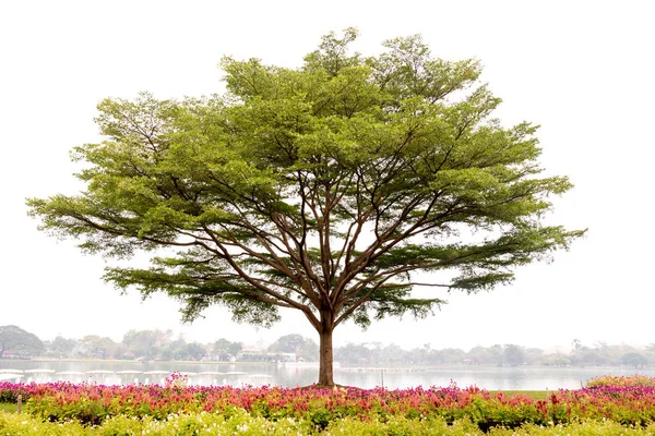 Teralia ivorensis Чевське дерево на озері — стокове фото