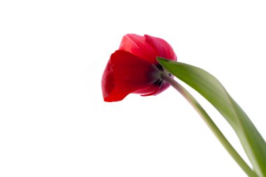  güzel kırmızı lale izole 