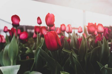 Sinematik kavramsal Lale çiçek bahçede çiçek açan 