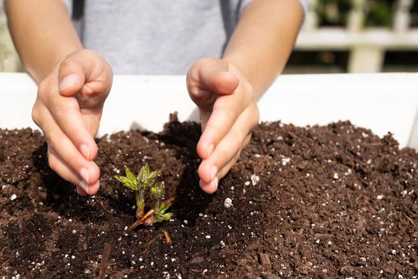 Young boy hands protecting a nursling plant — Stock Photo, Image