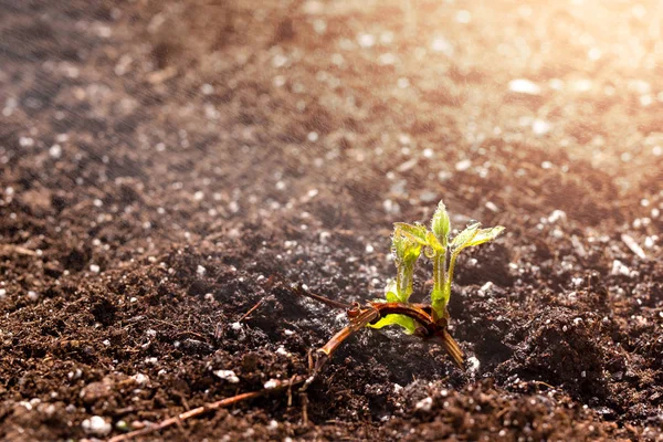 Rocíe el agua en la pequeña planta en el suelo negro — Foto de Stock