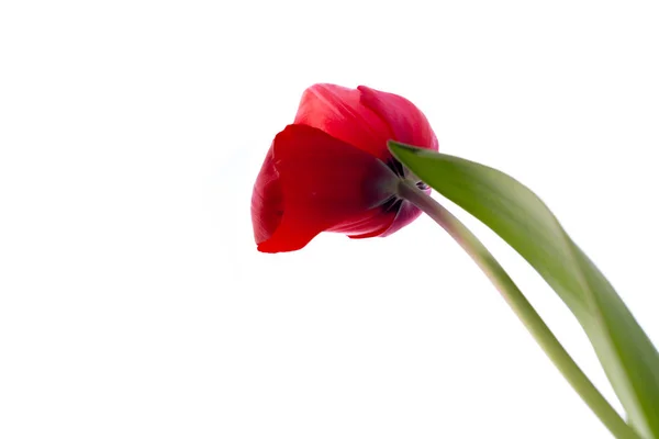 Красивый красный тюльпан изолирован — стоковое фото