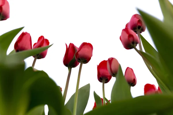 Bonitas tulipas vermelhas no jardim isolado — Fotografia de Stock