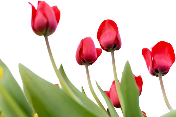 Bonitas tulipas vermelhas no jardim isolado — Fotografia de Stock