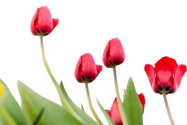 Indah tulip merah di taman terisolasi — Stok Foto