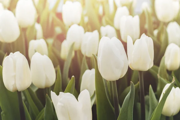 Latar belakang bunga tulip putih indah — Stok Foto
