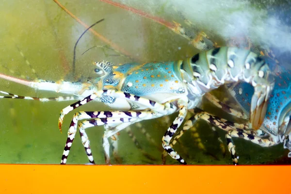 Colorful lobster in the aquarium tank — Stock Photo, Image
