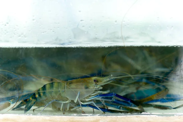 Shrimp in a fresh water tank — Stock Photo, Image