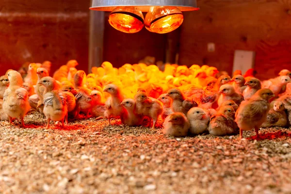 Застрелен при низком свете Группа маленьких цыплят в теплом свете — стоковое фото