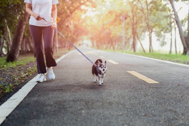 Kadın sabahın köründe bir Chihuahua ile yürüyor..