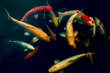 Açık hava zen bahçesinde dekoratif amaçlı göletteki renkli Koi balığı.