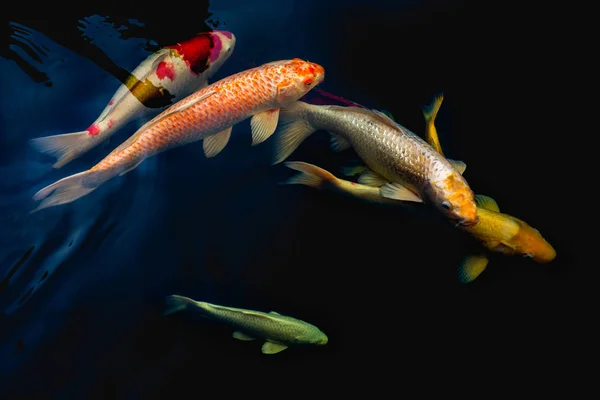 Colorful Koi fish in the pond in for decorative in outdoor zen garden. — Stock Photo, Image