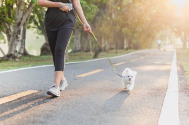 Parkta Bichon köpekleriyle gezen kadın egzersizi..