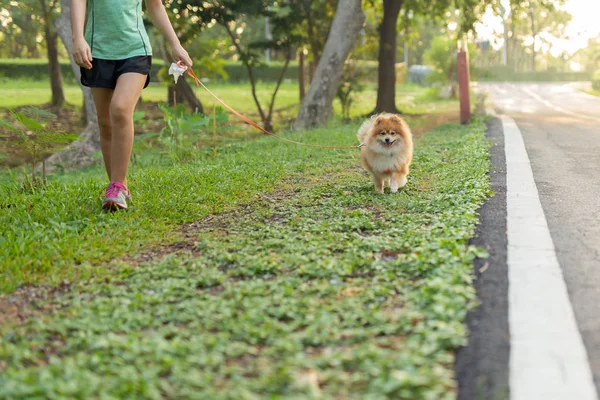 Ejercicio de mujer paseando con perros Pomerania en parque . — Foto de Stock