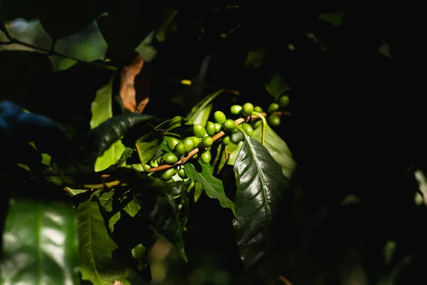 Tanaman kopi dengan buah kopi hijau muda di bawah sinar matahari . — Stok Foto