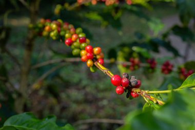 Kahve çiftliğindeki dalda kırmızı ve siyah kahve çekirdekleri..