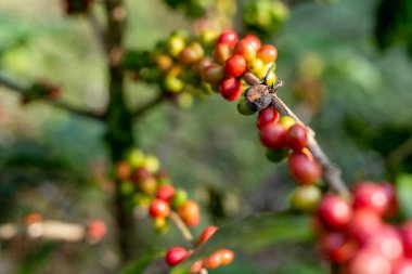 Kahve çiftliğindeki dalda kırmızı ve siyah kahve çekirdekleri..