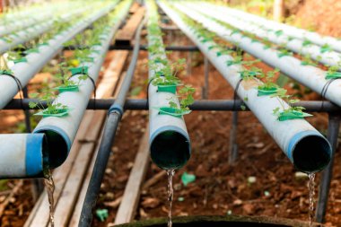 Sebze hidrofonik sistemindeki su borusu sağlıklı organik gıda konsepti.