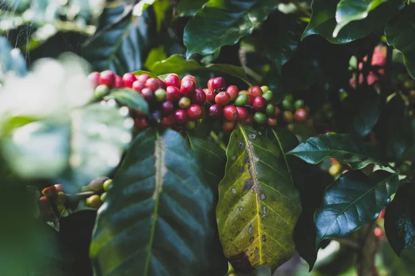 Kaffeträd med mogna bär på kaffeplantage gård. — Stockfoto