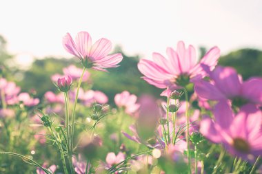 Güzel beyaz kozmos çiçekleri tarlada çiçek açıyor. Sabah güneş ışığıyla birlikte..