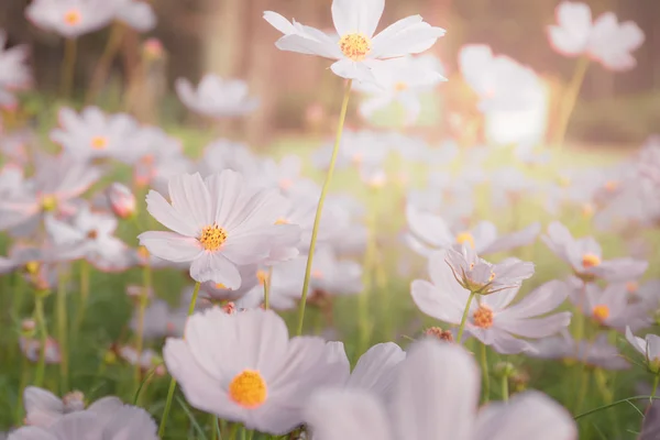 Indah bunga kosmos putih mekar di lapangan . — Stok Foto