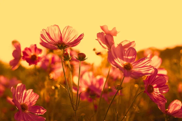 Indah bunga kosmos merah muda mekar di lapangan pada saat matahari terbenam . — Stok Foto