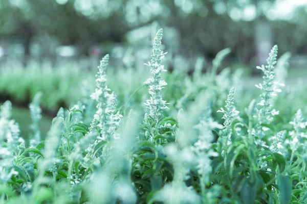 Fokus lembut salvia putih bunga bijak mekar di taman . — Stok Foto