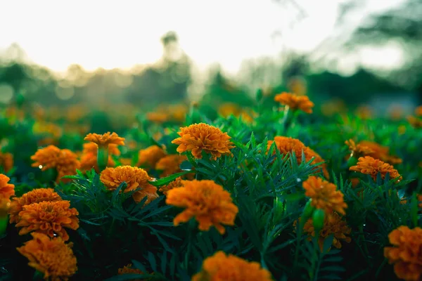 Schöne orange Ringelblumenblüten und Blätter Hintergrund im Garten. — Stockfoto