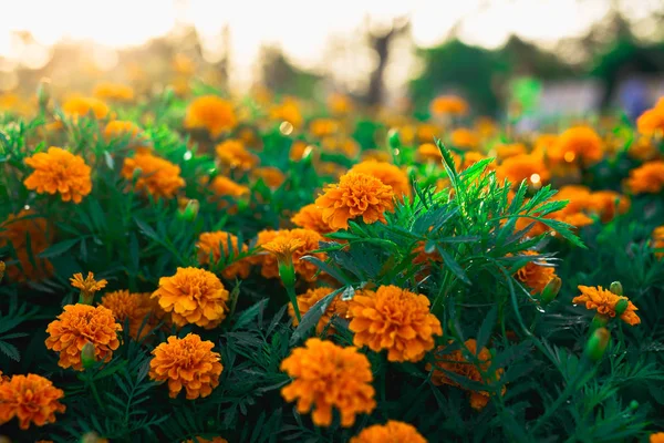 Lindas flores de calêndula laranja e folhas de fundo no jardim . — Fotografia de Stock