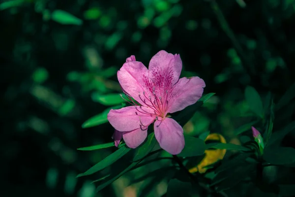 Pink mekar Azalea bunga dan daun hijau pada cabang di taman . — Stok Foto