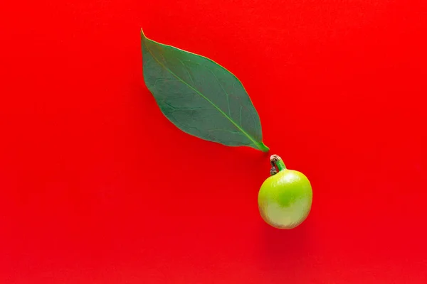 Single green coffee fruits and leaf isolated in red background. — Stock Photo, Image